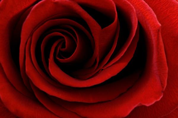 Red rose