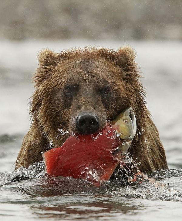salmon
