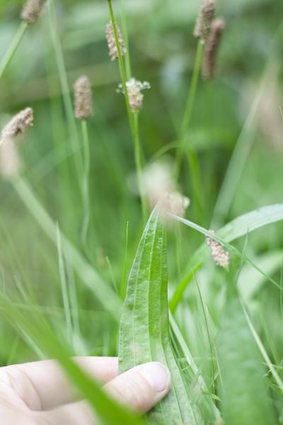 sea asparagus