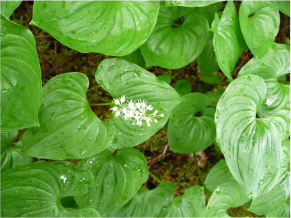 False lily of the valley