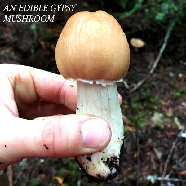 MUSHROOM FORAGING TRIP