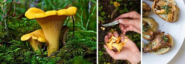 chanterelle mushrooms