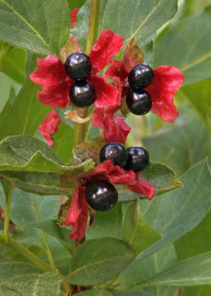 Twinberry
