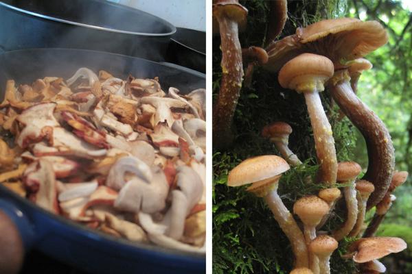 HONEY MUSHROOMS