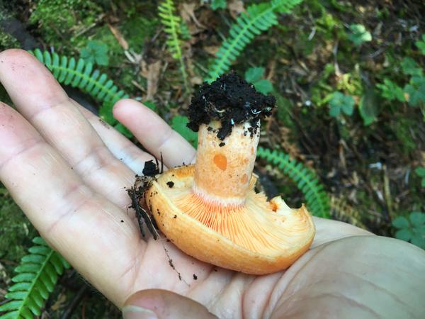 Lactarius mushroom