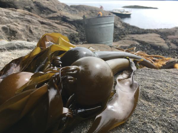 bullkelp