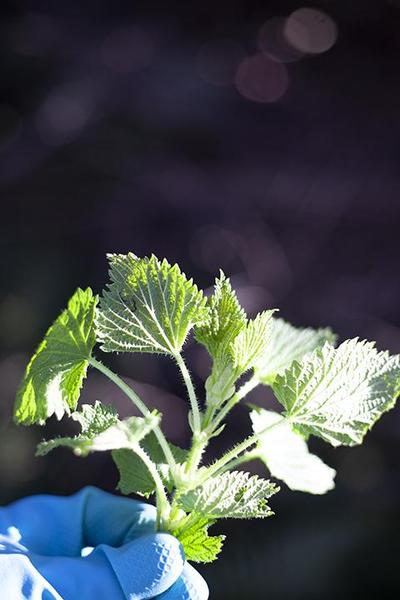 Stinging nettle