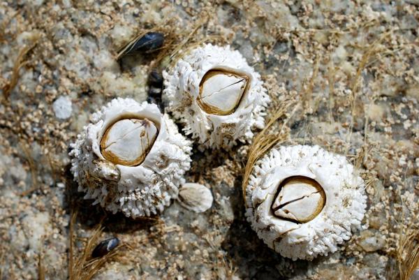 Thatched barnacle
