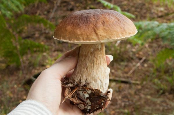 bears head mushroom