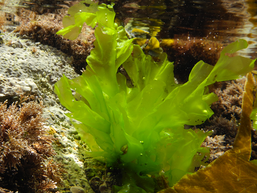 sea lettuce