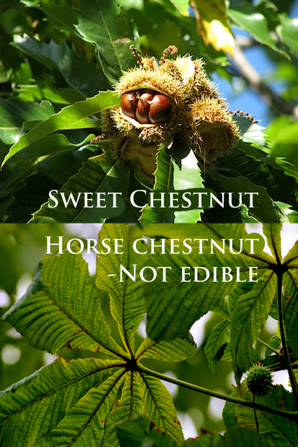 Edible wild chestnuts