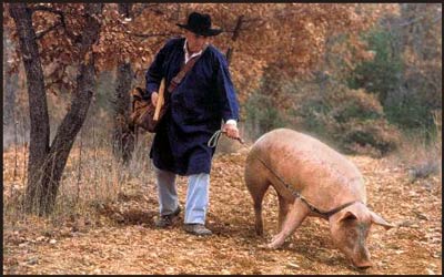 Truffle pig hunt