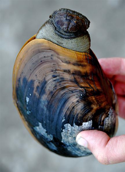 horse clam