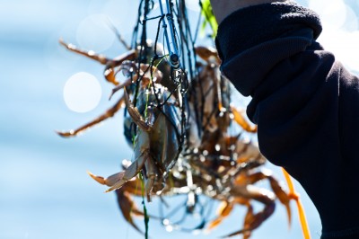 Crab catch
