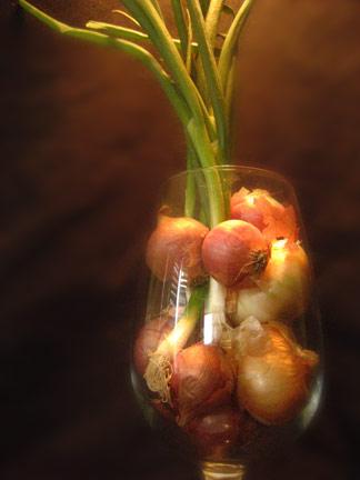 onion glass