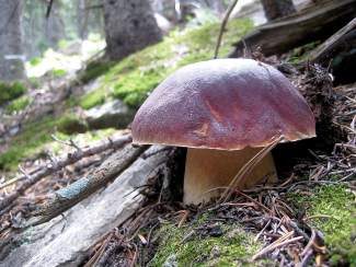 Porcini