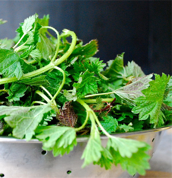 Spring stinging nettles