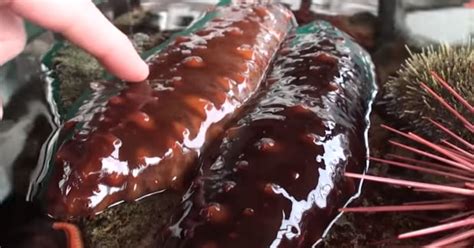 sea cucumber