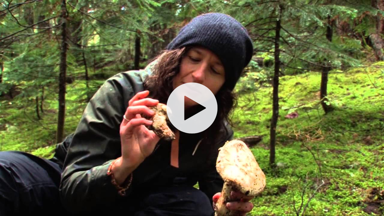 How to find pine mushrooms (matsutake) $$$$ ca-ching!