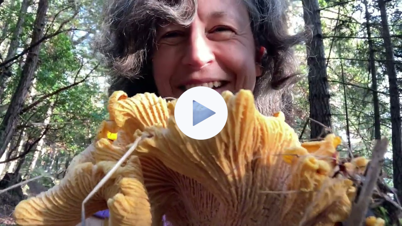 How to find chanterelle mushrooms in BC