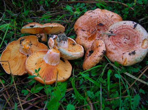 Saffron Milk Cap