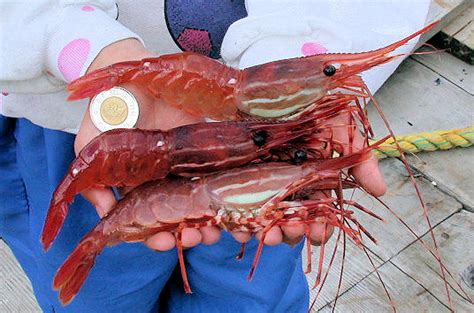 Spot prawn catch