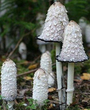 Shaggy mane mushrooms