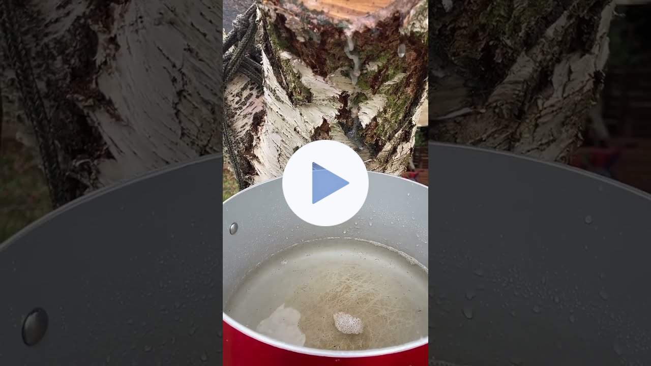 How to harvest birch sap and make into syrup with Chef Robin