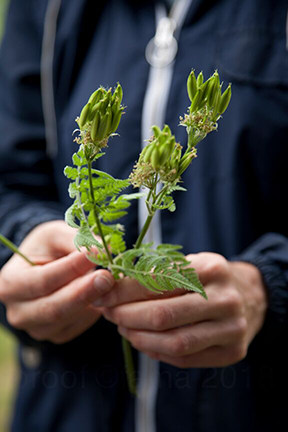 sea asparagus