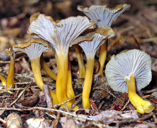 WINTER CHANTERELLES