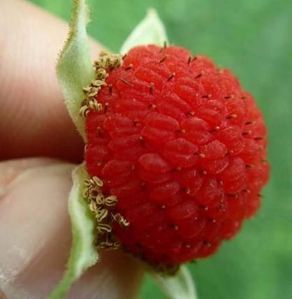 Thimbleberry