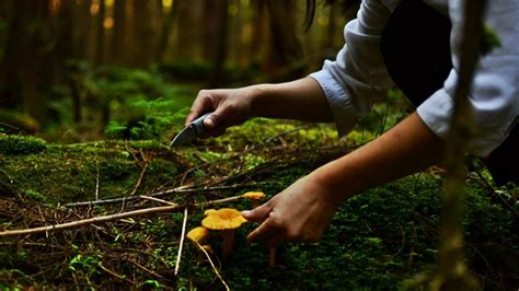 foraging