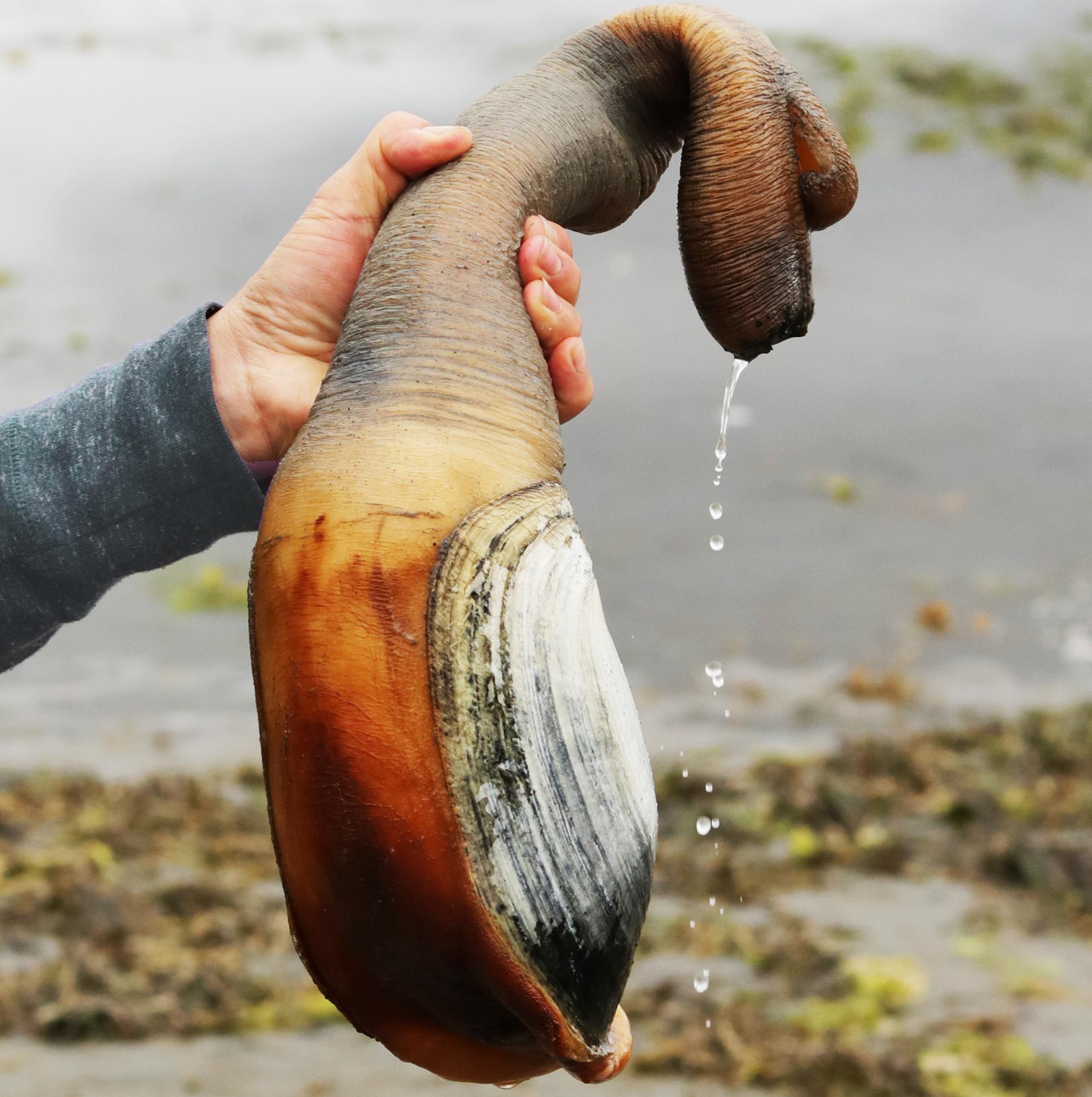 Geoduck
