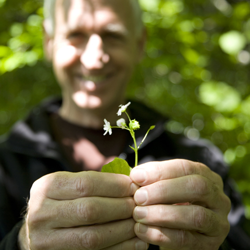 chick leaf foraging