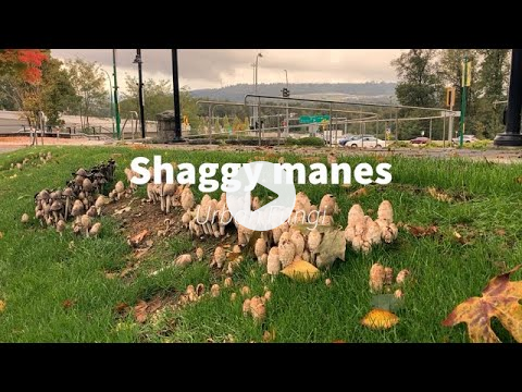 Shaggy mane mushrooms - Urban edible fungi