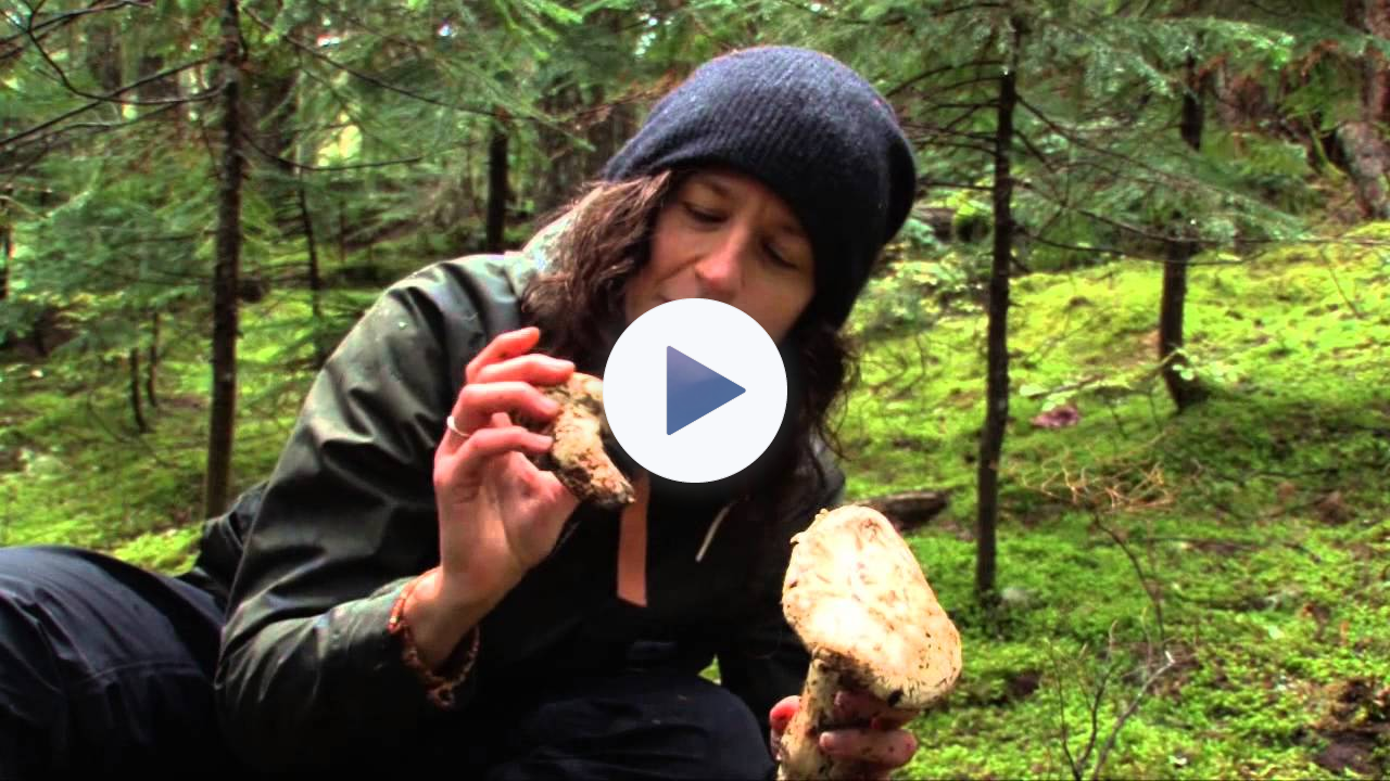 How to find pine mushrooms (matsutake) $$$$ ca-ching!