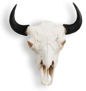Bison 