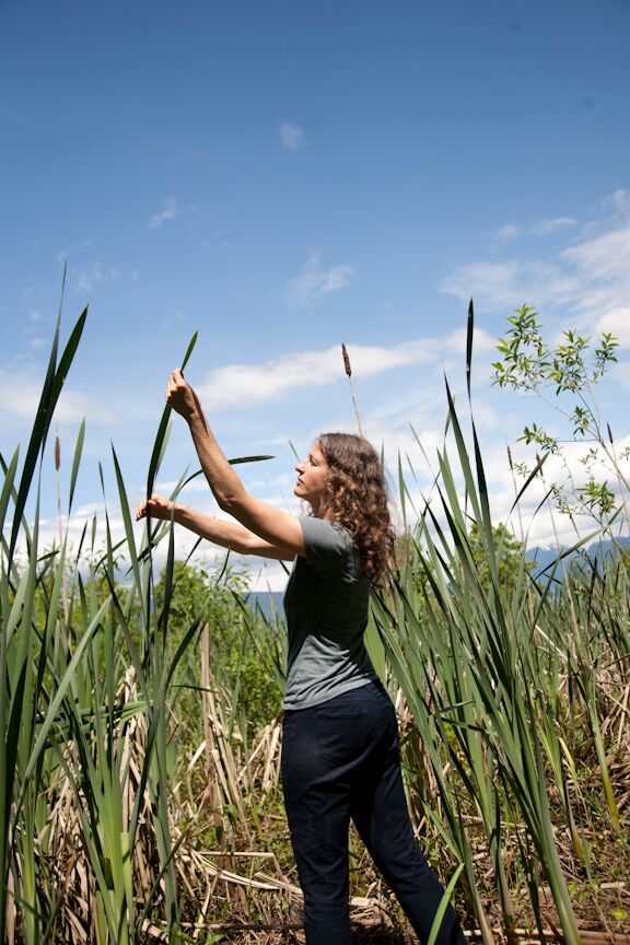 Chef robin with cattails