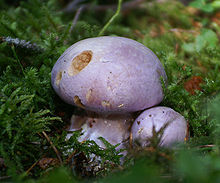 bears head mushroom