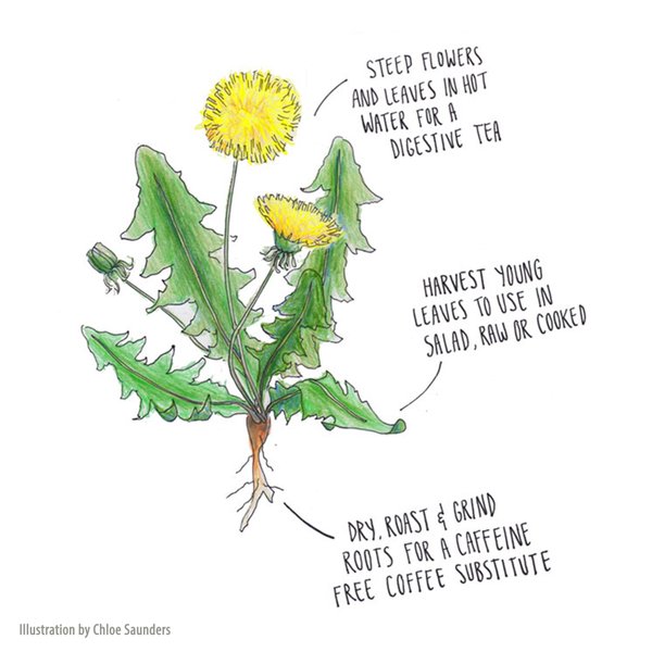 Edible dandelion
