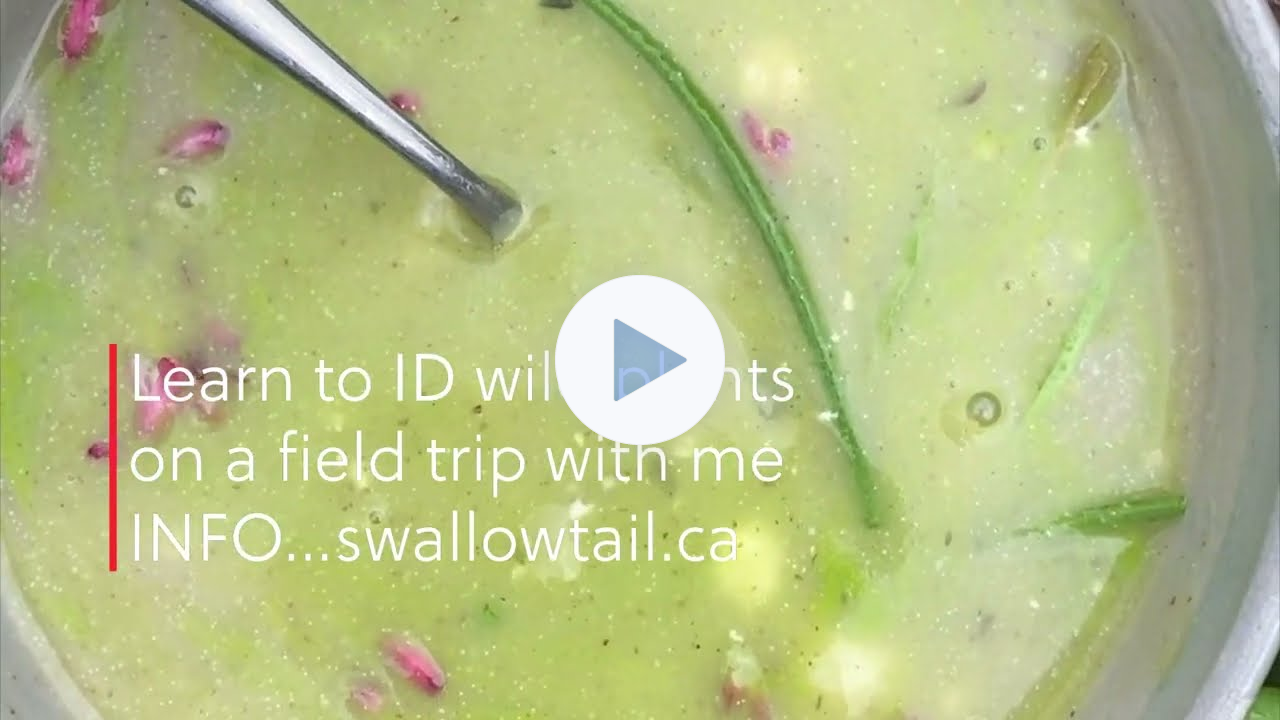 Spring wild soup with chef Robin