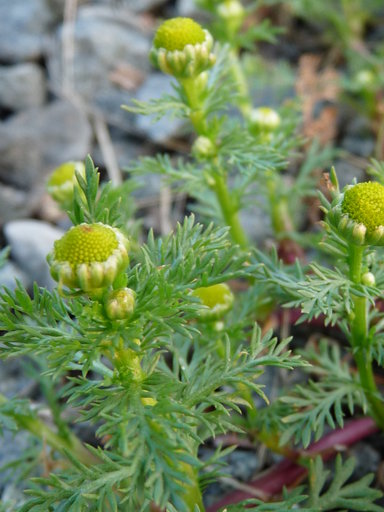 Pineapple weed