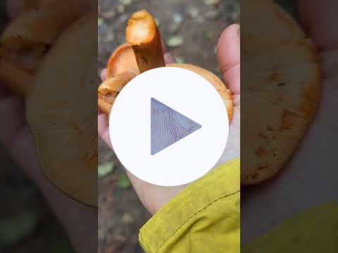 How to find and cook saffron milk caps with Chef Robin