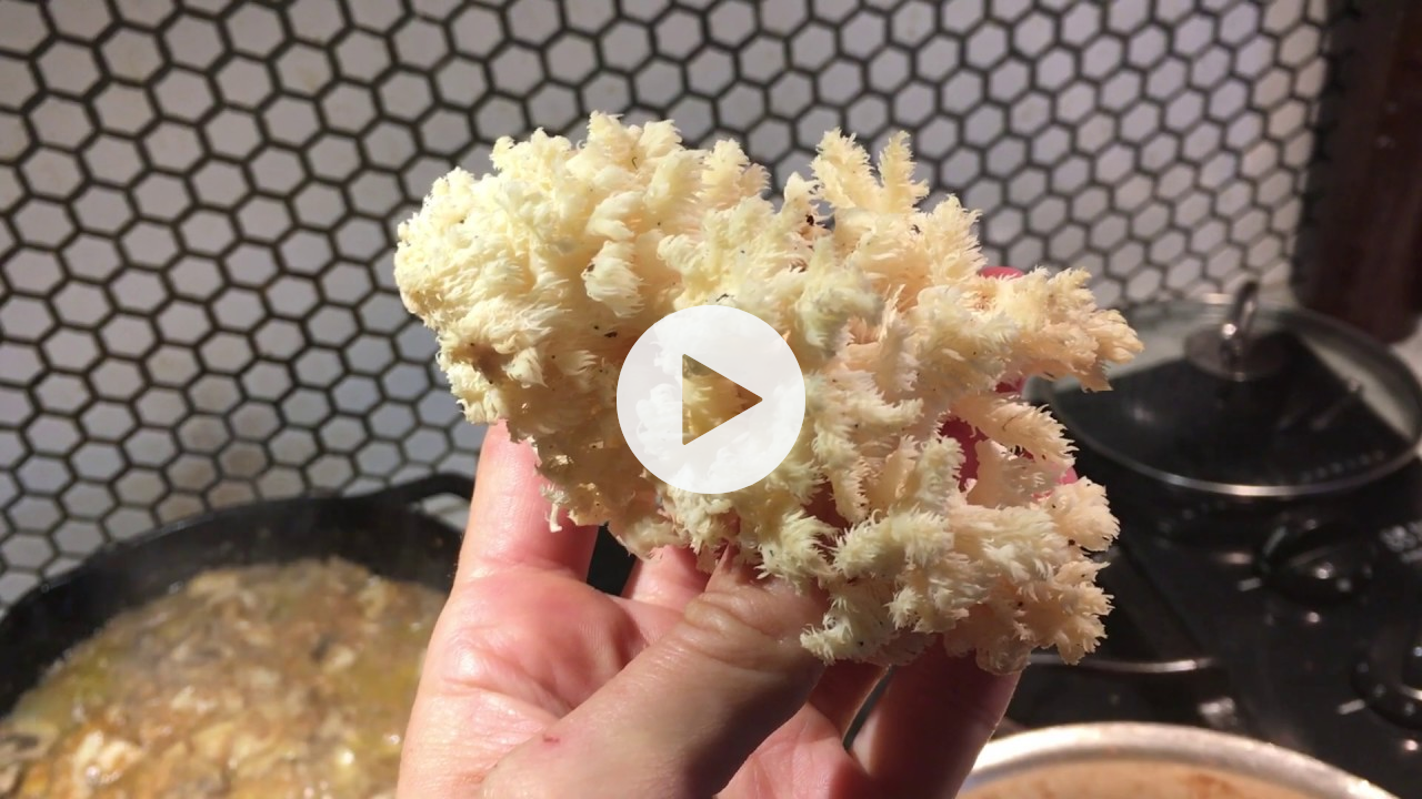 How to cook wild mushrooms. Bears tooth mushroom (Hericium sp.)