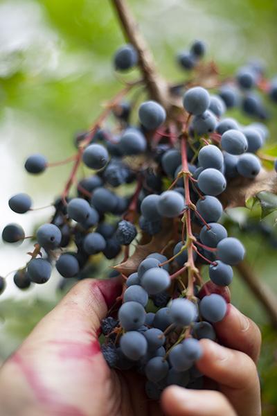 oregon grapes