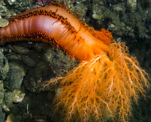 Red sea cucumber - Cucumaria miniata