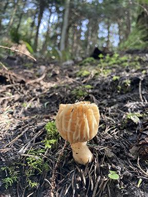 Blonde morel