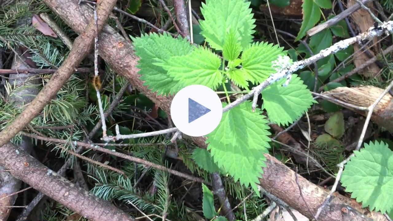 Foraging for stinging nettles in BC