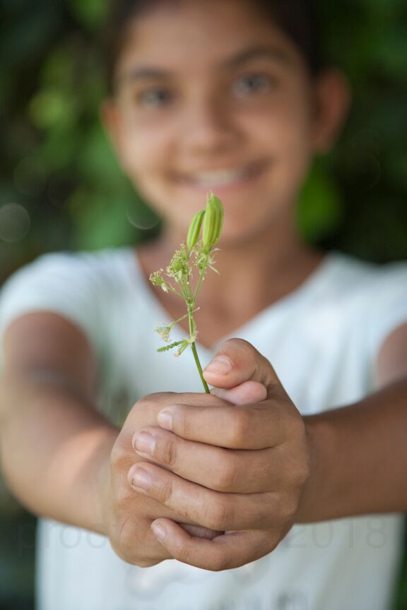 sweet cicely photo by angela fama