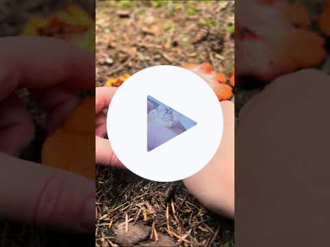 What do different wild mushrooms smell like + how aromas can help you identify them